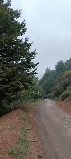 عکس پارک جنگلی جوارم