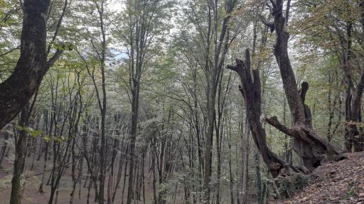 عکس پارک جنگلی جوارم