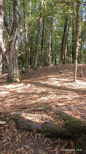 عکس پارک جنگلی جوارم