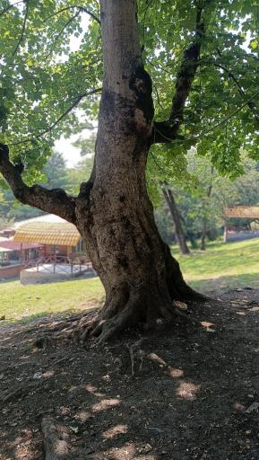 عکس پارک جنگلی جوارم