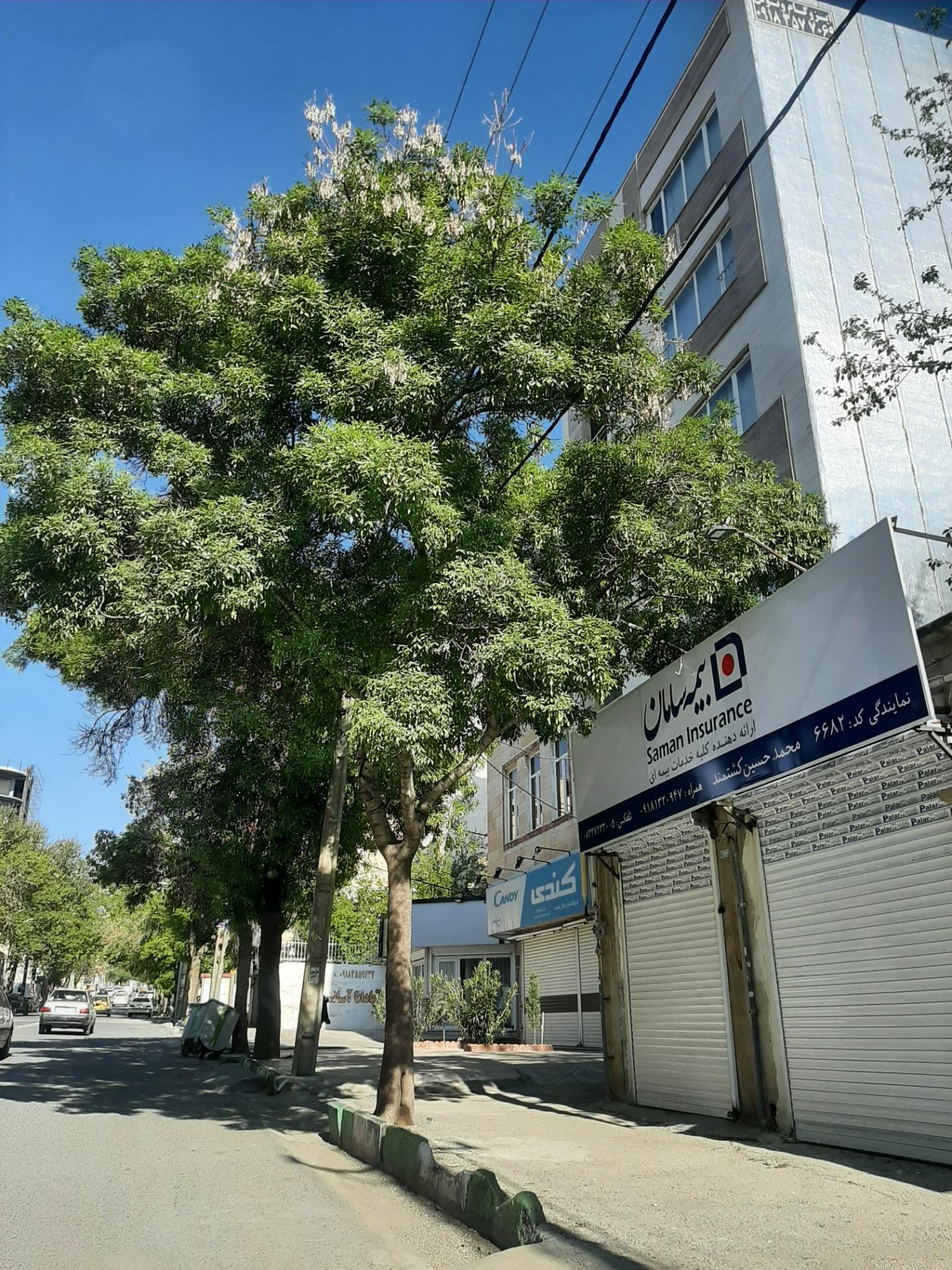 عکس بیمه سامان شعبه کسری