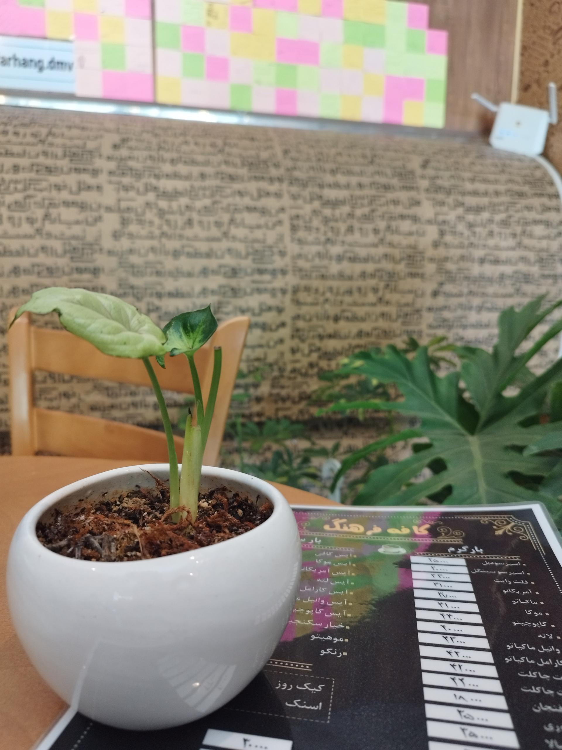 عکس کافه فرهنگ 