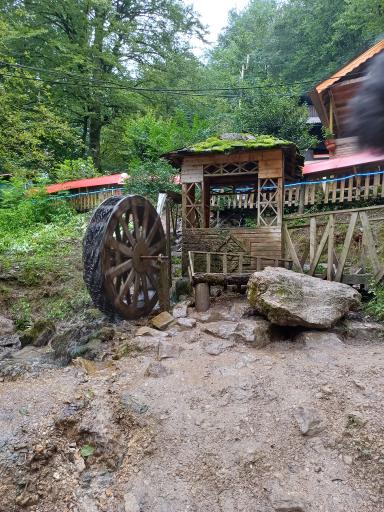 عکس جنگل دالخانی