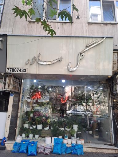 عکس گل مادر