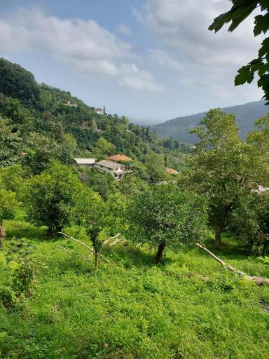 عکس جنگل دالخانی