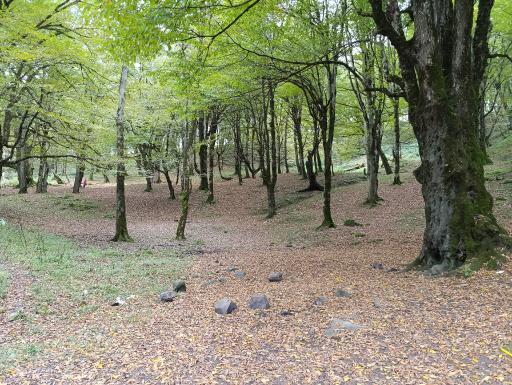 عکس جنگل دالخانی