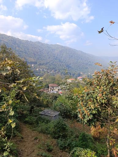 عکس جنگل دالخانی