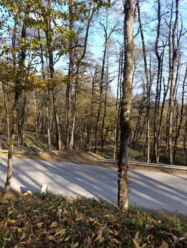 عکس جنگل دالخانی