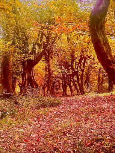 عکس جنگل دالخانی