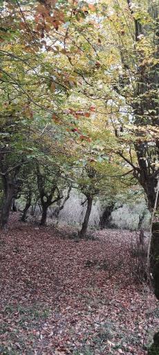 عکس جنگل دالخانی