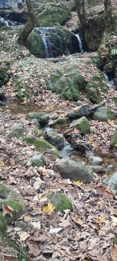 عکس جنگل دالخانی