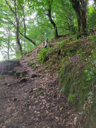 عکس جنگل دالخانی