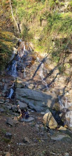 عکس جنگل دالخانی