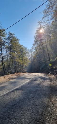 عکس جنگل دالخانی