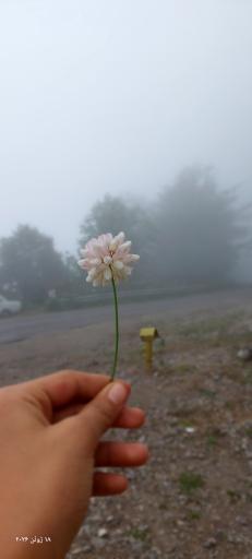 عکس جنگل دالخانی