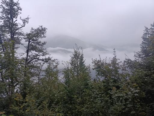 عکس جنگل دالخانی