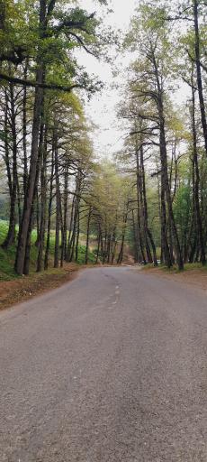 عکس جنگل دالخانی