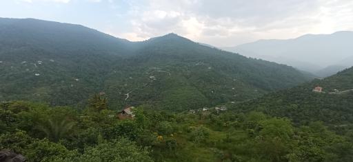 عکس جنگل دالخانی