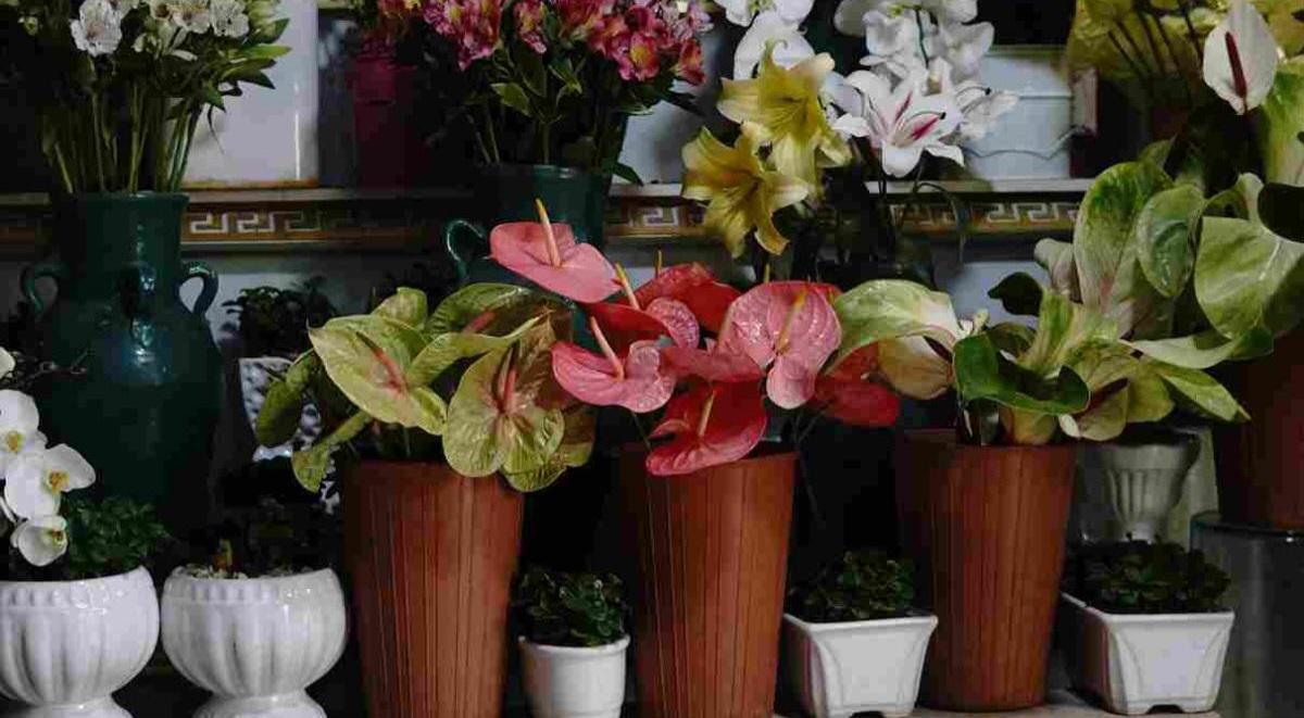 عکس گل فروشی نیلوفر