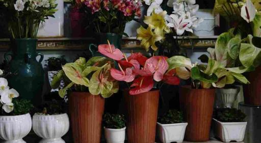 عکس گل فروشی نیلوفر