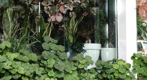 عکس گل فروشی نیلوفر