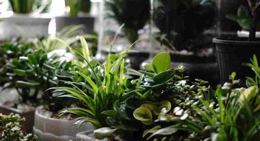 گل فروشی نیلوفر