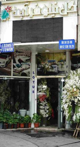 عکس گل فروشی نیلوفر