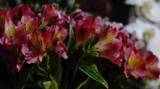 عکس گل فروشی نیلوفر