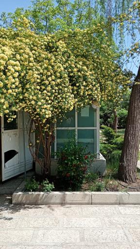 عکس گلخانه گل آذین