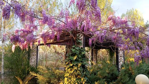 عکس گلخانه گل آذین