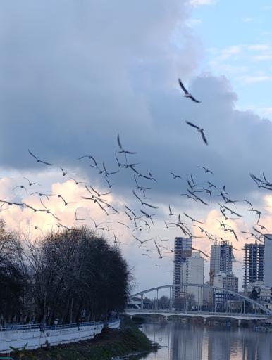 پل کابلی بابلسر