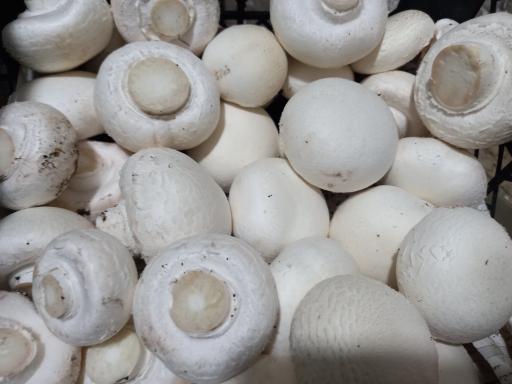 عکس قارچ سلمان زاده