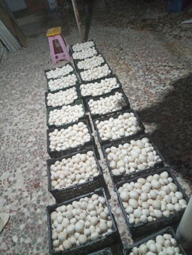 عکس قارچ سلمان زاده