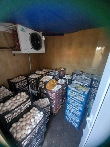 عکس قارچ سلمان زاده