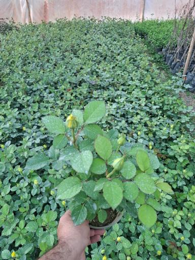 عکس گلستان کیانپور