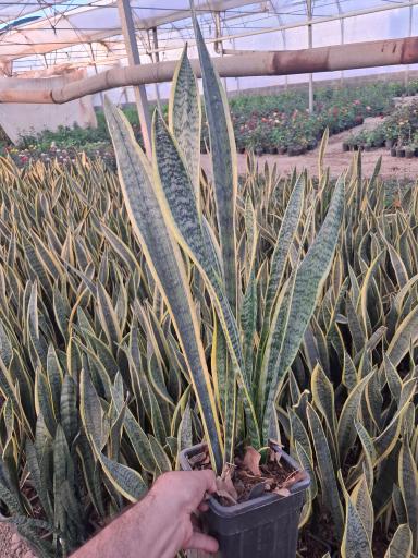 عکس گلستان کیانپور