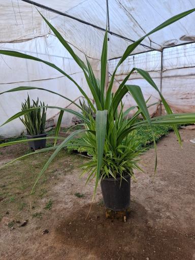 عکس گلستان کیانپور