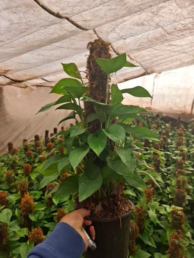 عکس گلستان کیانپور