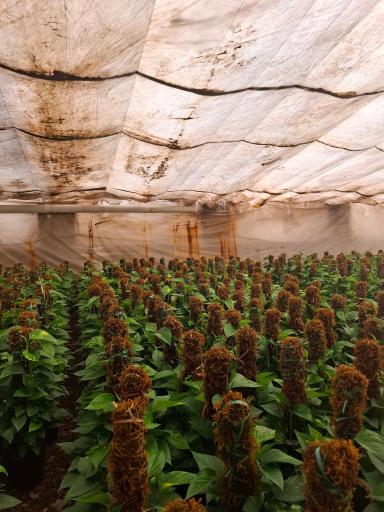 عکس گلستان کیانپور