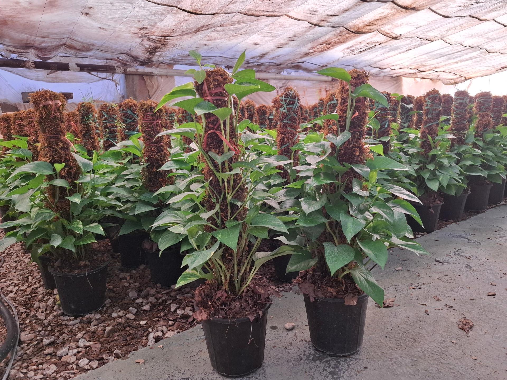 عکس گلستان کیانپور