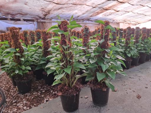 عکس گلستان کیانپور