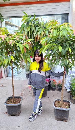 عکس گل فروشی باغ شیشه