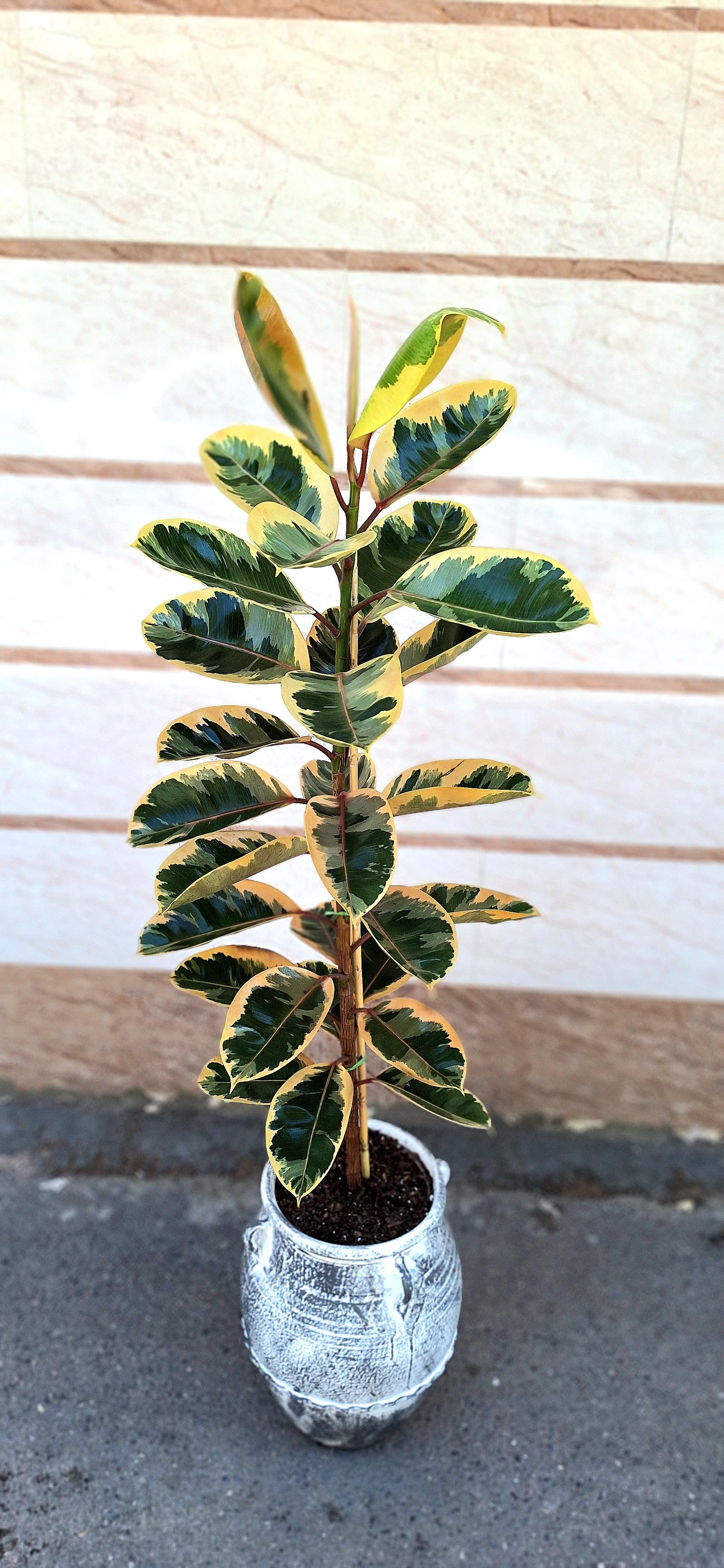 عکس گل فروشی باغ شیشه