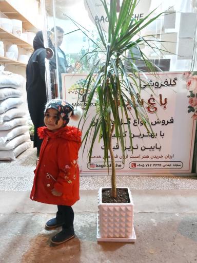 عکس گل فروشی باغ شیشه