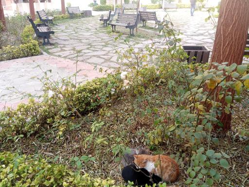 عکس حلقه کامپیوتر