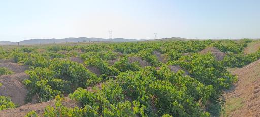 عکس خواجه