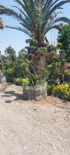 عکس نهالستان امیرعلی