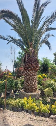 عکس نهالستان امیرعلی