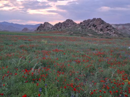 عکس خواجه