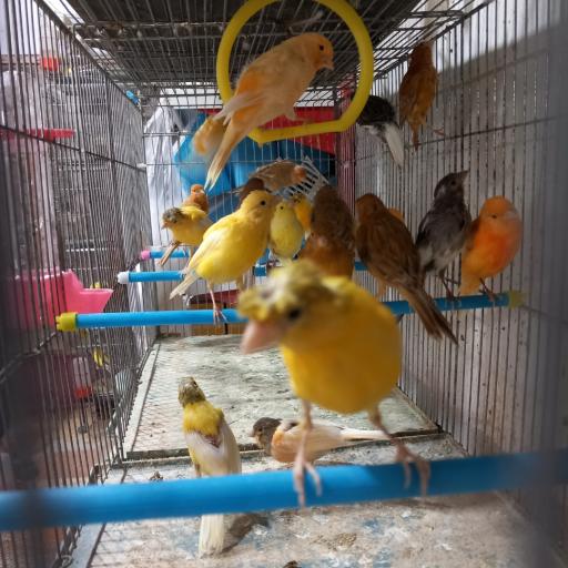 عکس پرنده فروشی